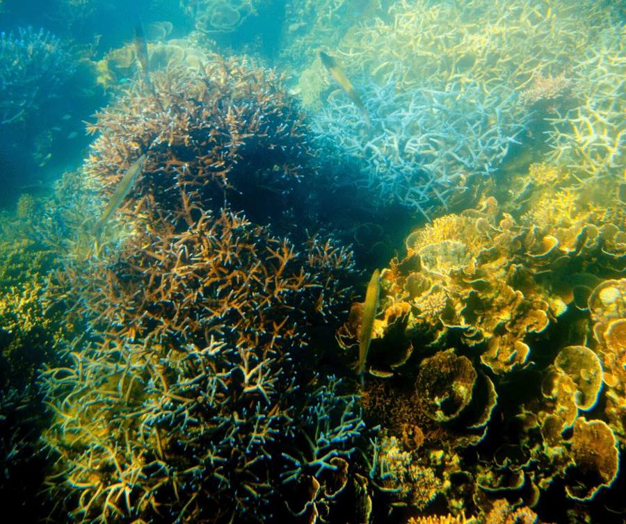 Ningaloo Reef
